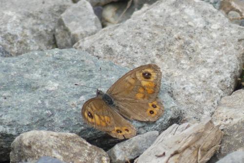 Lasiommata maera